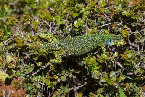 Balkan green lizard (Lacerta trilineata), lizard, lizard, reptile, (Lacerta bilineata), Lesbos,