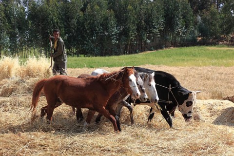 In the highlands of Abyssinia, in the Semien Mountains, Semien Mountains, field work, threshing