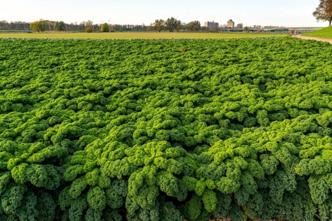 Kale field, growing area in the south of Düsseldorf, Volmerswerth district, on the Rhine, North