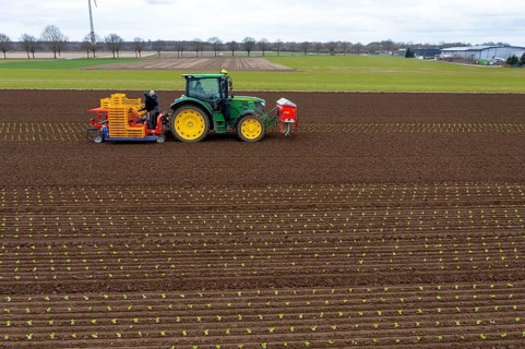 Lettuce plants are planted with a planting machine, Agriculture, Spring
