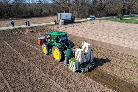 Agriculture, herb gardening, parsley is planted in rows in a field with a planting machine