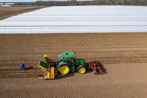 Vegetable cultivation, celery plants are planted in the field with a planting machine,