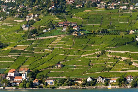 Viticulture in Lavaux, vine, vineyard, wine, agriculture, agribusiness, beverage, alcohol,