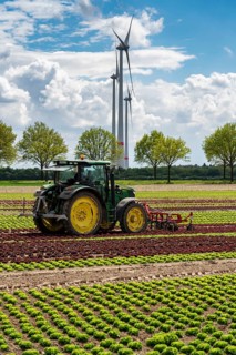 Agriculture, lettuce growing in a field, Lollo Bionda and Lollo Rossa, in long rows of plants,