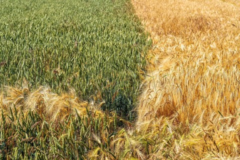 Grain field, wheat, soft wheat, ears, green, left, barley field right, ready for harvest, field