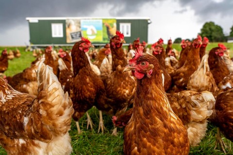 Chickens in a meadow, mobile housing, free-range chickens, free-range eggs, north of