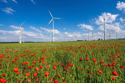 Wind farm, field with flower strips, insect-friendly border of fields with mixed flowers, poppies,