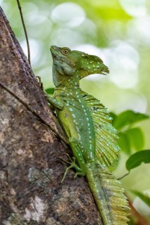 Plumed basilisk (Basiliscus plumifrons), adult male sitting on a branch, Tortuguero National Park,