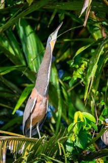 Bare-throated tiger heron (Tigrisoma mexicanum) perched in a tree, Tortuguero National Park, Costa