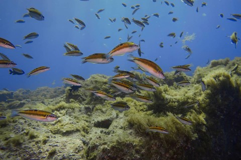 Female ornate wrasses (Thalassoma pavo) swim near seaweed in the clear blue water. Dive site Cueva