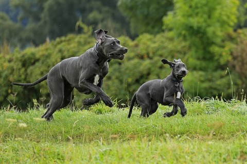 Great Dane, Saupacker, Great Dane