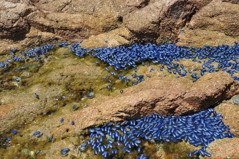 Sail jellyfish (Velella velella) washed up on the beach near Bonifacio, Corsica, Mediterranean Sea,
