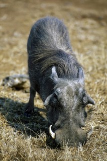 Common Warthog (Phacochoerus africanus) with big tusks kneeling down to feed, Kruger National Park,