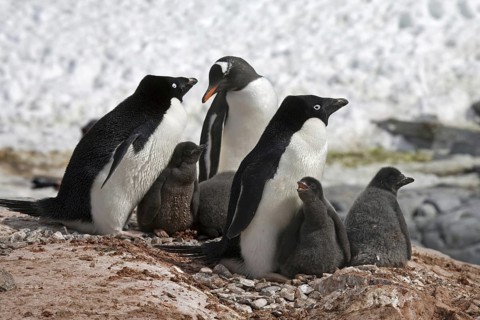 Gentoo Penguin (Pygoscelis papua) intruding Adélie Penguin (Pygoscelis adeliae) colony with chicks