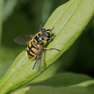 Dead head hoverfly (Myathropa florea) on leaf