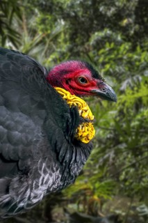 Australian brushturkey, Australian brush-turkey, gweela, scrub turkey, bush turkey (Alectura
