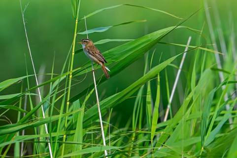 Sedge warbler (Acrocephalus schoenobaenus, Motacilla schoenobaenus) calling from reed stem in