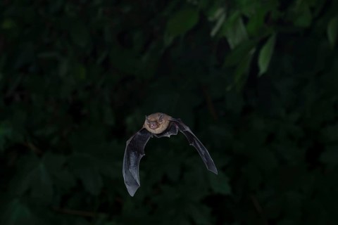Common pipistrelle (Pipistrellus pipistrellus) hunting insects in front of deciduous forest,
