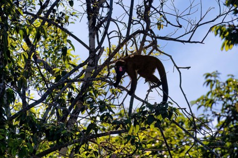 Red Nosed Bearded Saki, Chiropotes albinasus, Amazon basin, Brazil, South America