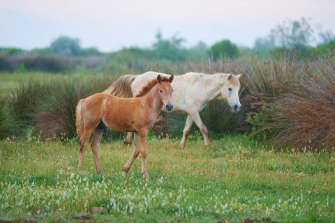 White Camargue horse with foal, running in the meadow, summer, Camargue, France, Europe