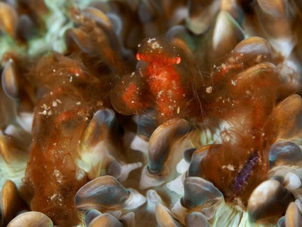 An orange creature, orang-utan crab (Achaeus japonicus), on a coral, dive site Gondol East,