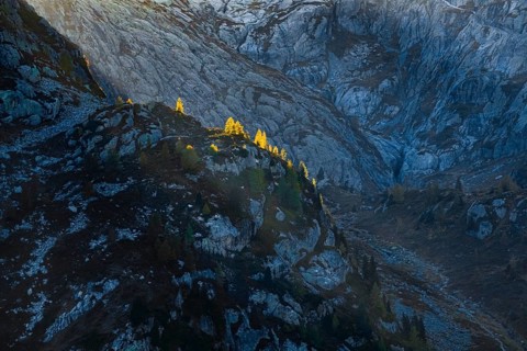 Gleefully coloured larches against the light on a rugged cliff, Canton Valais, Switzerland, Europe