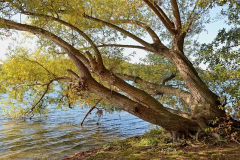Willows (Salix) with autumn leaves on the lakeshore, blue sky, Möhnetalsperre, North