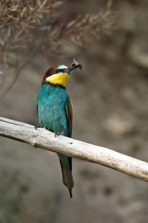 Bee-eater (Merops apiaster), bird on a perch with an insect in its beak, Salzlandkreis,