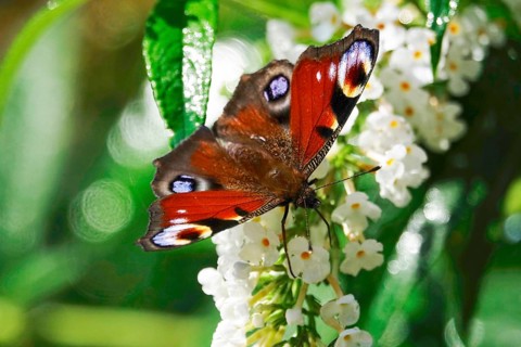 Peacock butterfly (Inachis io), September, Mecklenburg-Western Pomerania, Germany, Europe
