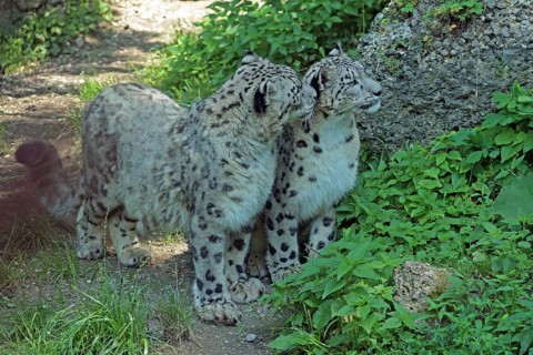 Snow leopard (Panthera uncia), captive