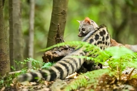 Common genet (Genetta genetta), wildlife in a forest, Montseny National Park, Catalonia, Spain,