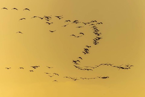 Silhouettes of cranes flying at yellow sunset, Crane (Grus grus) wildlife, Western Pomerania Lagoon