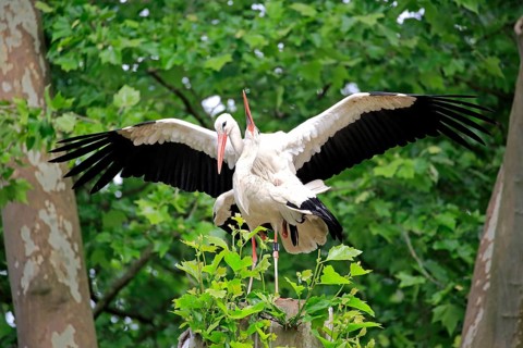 White stork (Ciconia ciconia), adult female, male, pair, at breeding site, mating, copula,