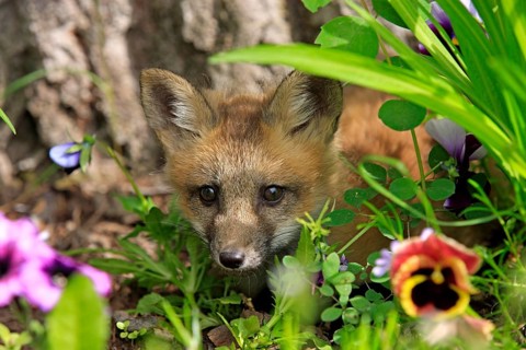 Red fox (Vulpes vulpes), young animal, meadow, flower, ten weeks old, portrait, Montana, USA, North