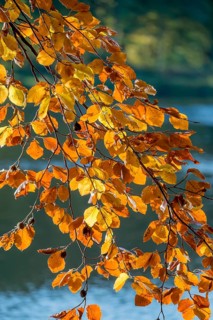 Branches with colourful beech leaves in autumn, Germany, Europe