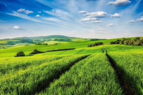 Green fields of Moravia, Czech Republic, Europe