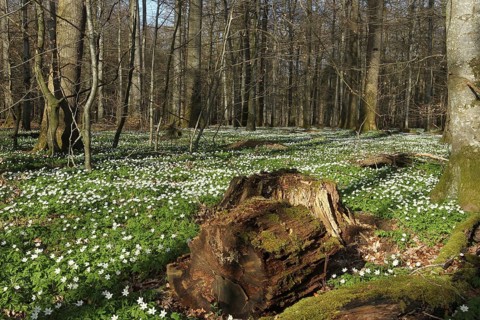 Wood anemone (Anemone nemorosa) Carpet of flowers in deciduous forest, Allgäu, Bavaria, Germany,