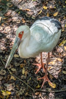 Maguari stork (Ciconia maguari), Aviario Nacional de Colombia, Via Baru, Province of Cartagena,