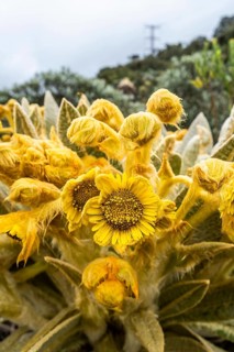 Espeletia Pycnophylla, blossom, Paramo de Gabriel Lopez, Totoro, Cauca, Colombia, South America