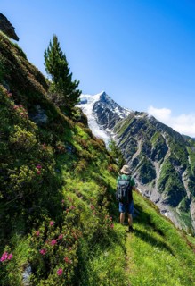 Mountaineer between alpine roses on a hiking trail, impressive mountain landscape with glacier,