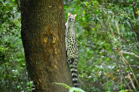 Common genet (Genetta genetta), climbing on a tree wildlife in a forest, Montseny National Park,