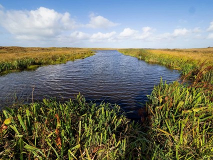 A natural fresh water canal or lagoon in the Bollekamer nature reserve, surrounded by reeds and