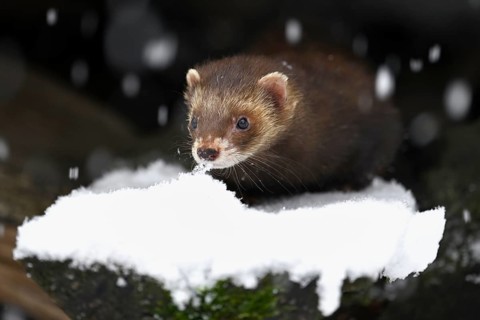 European polecat (Mustela putorius) or forest polecat, sitting on a snow-covered woodpile, captive,