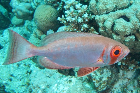 Pink fish with big eyes, reef big-eye perch (Priacanthus hamrur), swimming between corals in clear