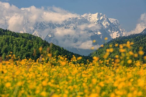 Flower meadow in front of snowy mountains, sunny, spring, buttercup, near Murnau, view of