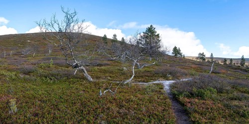 Autumn landscape, Pallas-Yllästunturi National Park, Lapland, Finland, Europe