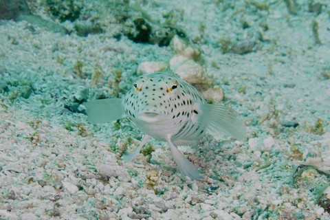 A spotted fish, tail-spotted sand bass (Parapercis hexophthalma), resting on a light-coloured sandy