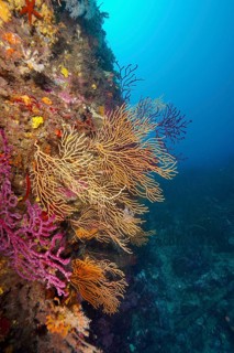 Colourful gorgonians in yellow, Yellow Gorgonian (Eunicella cavolinii) and red, Violescent sea-whip