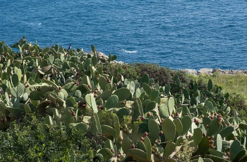 Prickly pears by the sea, Santa Maria di Leuca, Apulia, Salento, Italy, Europe