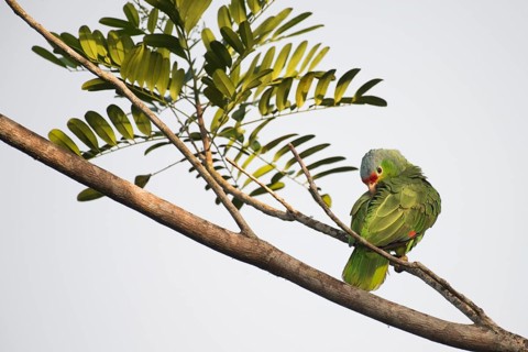 Red-fronted Amazon (Amazona autumnalis), Costa Rica, Central America
